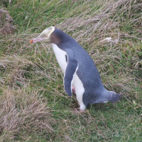 Yellow-eyed Penguin